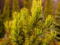 Pinus mugo Golden Glow IMG_1818 Sosna kosodrzewina